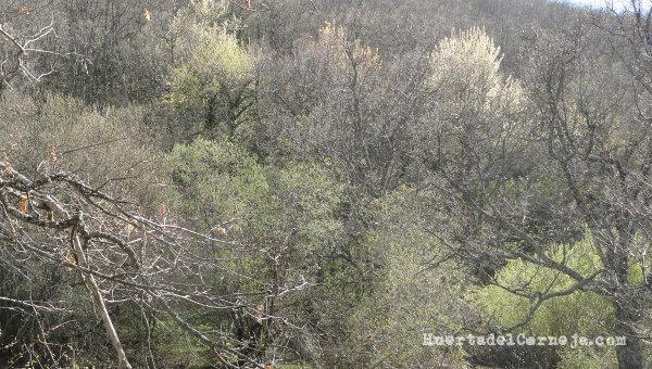 Rebollos, sauces y cerezos silvestres