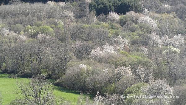 El espectáculo de la floración natural en la sierra