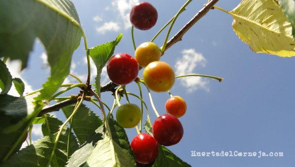 Cerezas de monte