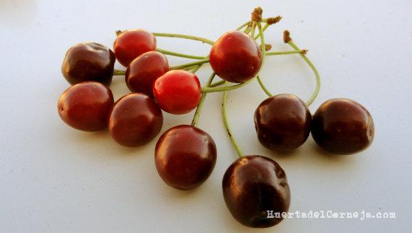 Cerezas silvestres maduras