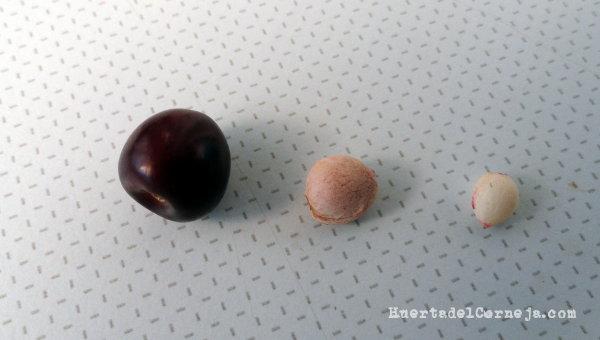 Cerezas silvestres: fruto, hueso y semilla