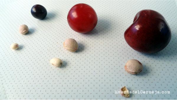 Fruto, hueso y semillas de cerezas cultivadas, guindas y cerezas silvestres