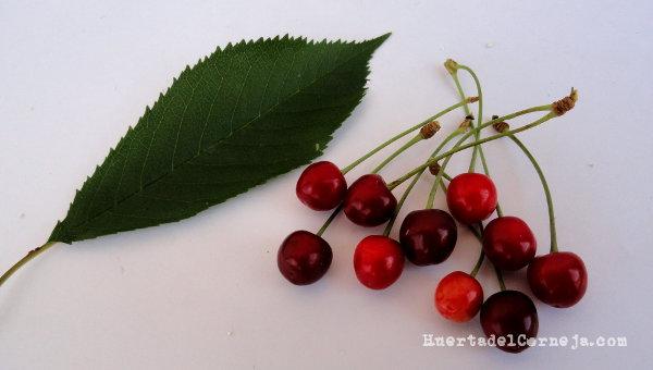 Hoja y cerezas de cerezo silvestre