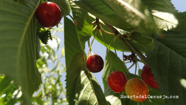 Cerezas de monte en el árbol