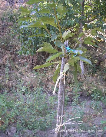 Patrón franco de cerezo silvestre en la huerta