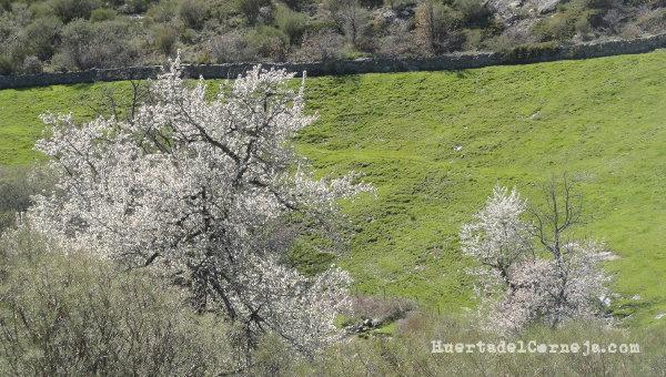 Cerezos silvestres junto a un prado