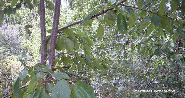 Cerezos silvestres en una vereda
