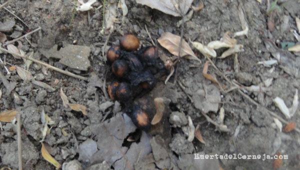 Excrementos de zorro con semillas de cerezas silvestres