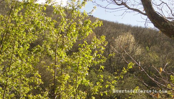 Mata de cerezos de monte