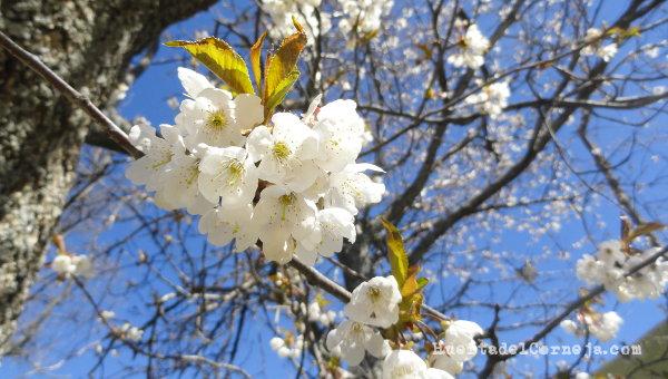 Flores de cerezos silvestres