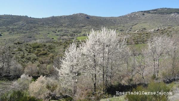 Cerezos silvestres en flor