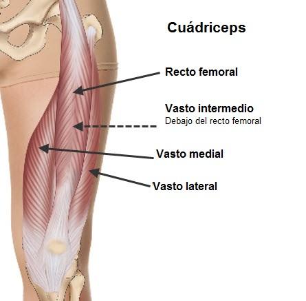 cuadriceps