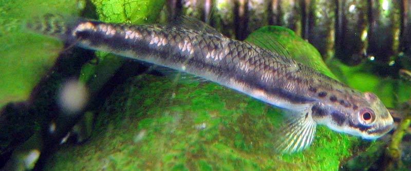 Sthiphodon ornatus, gobio arcoíris, plateado