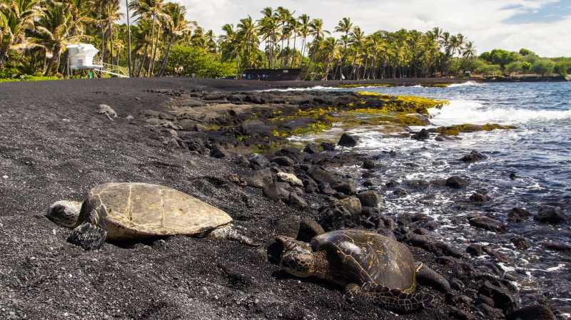 tortugas playa punaluu hawaii