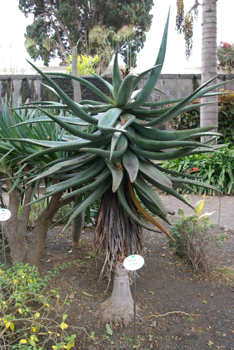 Aloe ferox