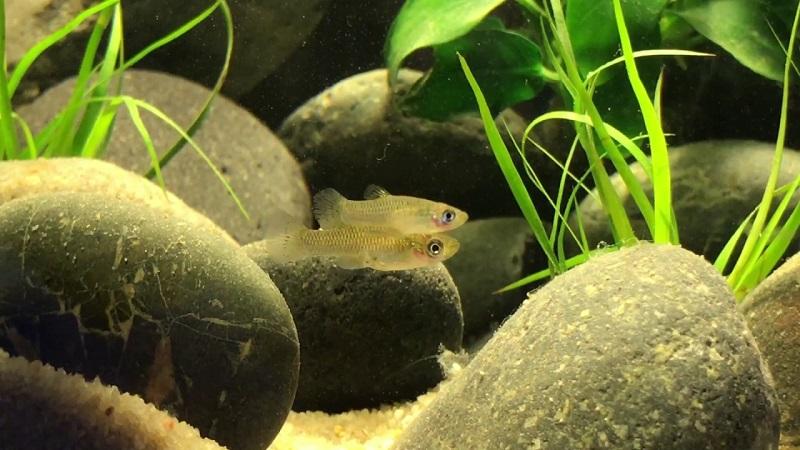 gambusia affinis, pez mosquito