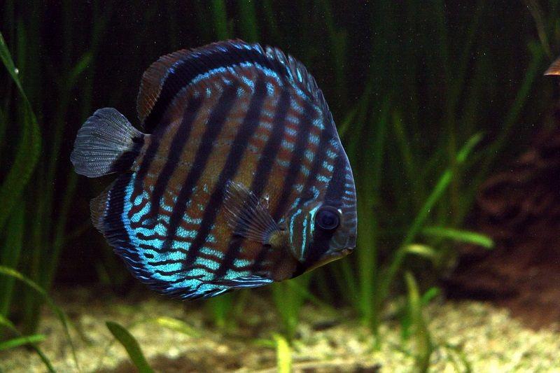 Pez Disco azul. Symphysodon aequifasciatus haraldi