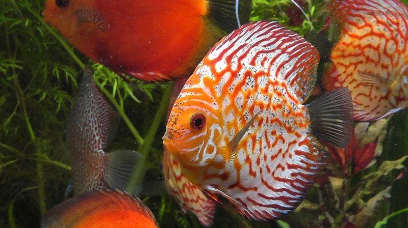 pez disco, Symphysodon discus, acuario
