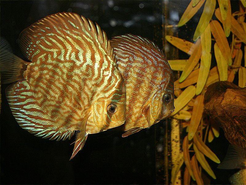 pez disco, Symphysodon discus, acuarios