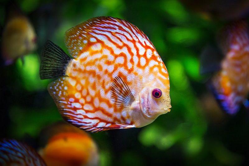 pez disco, Symphysodon discus