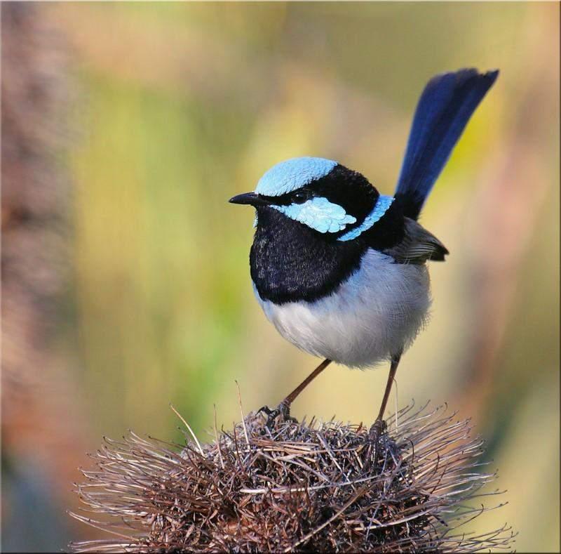 El Fairywren o ratona australiana azul