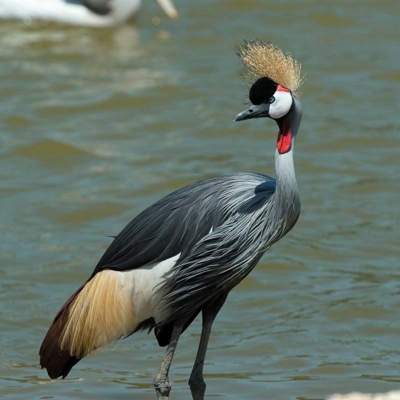 Grulla coronada cuelligrís