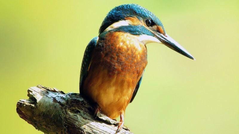 Martín pescador común o Alción
