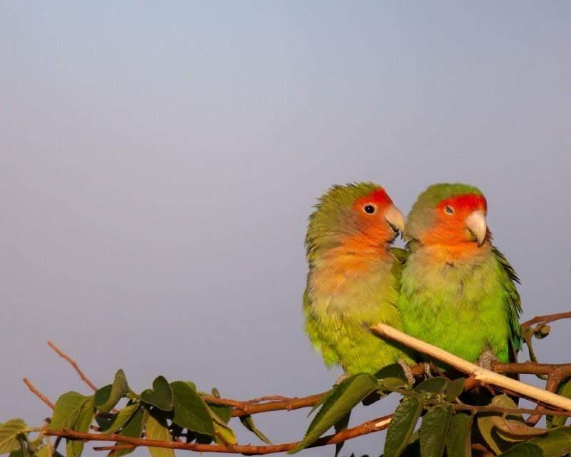 Inseparable de Namibia