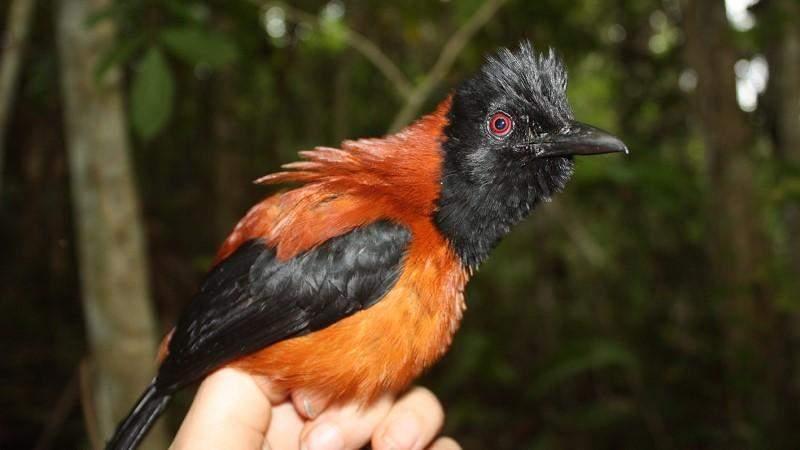 Pitohuí con capucha