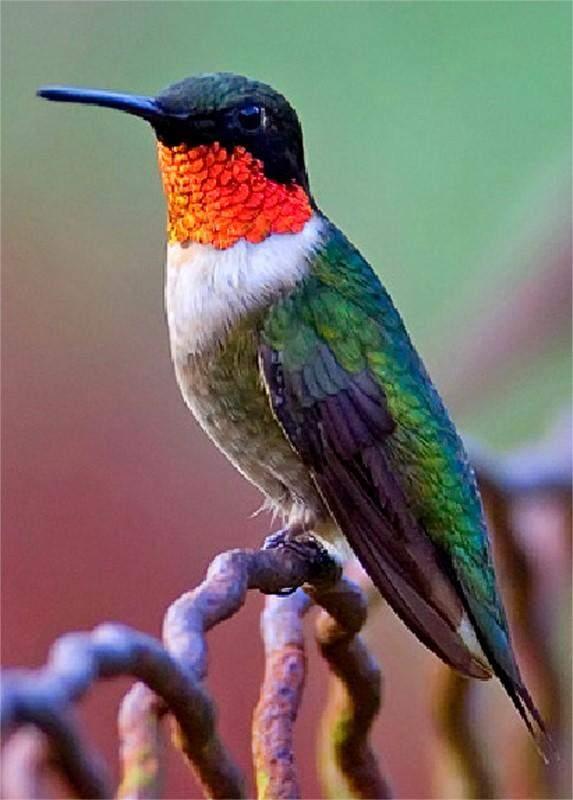 Colibrí de garganta roja