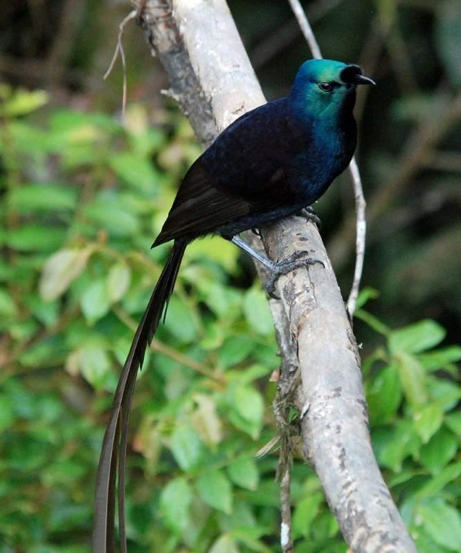 Ave del paraíso cola de moños