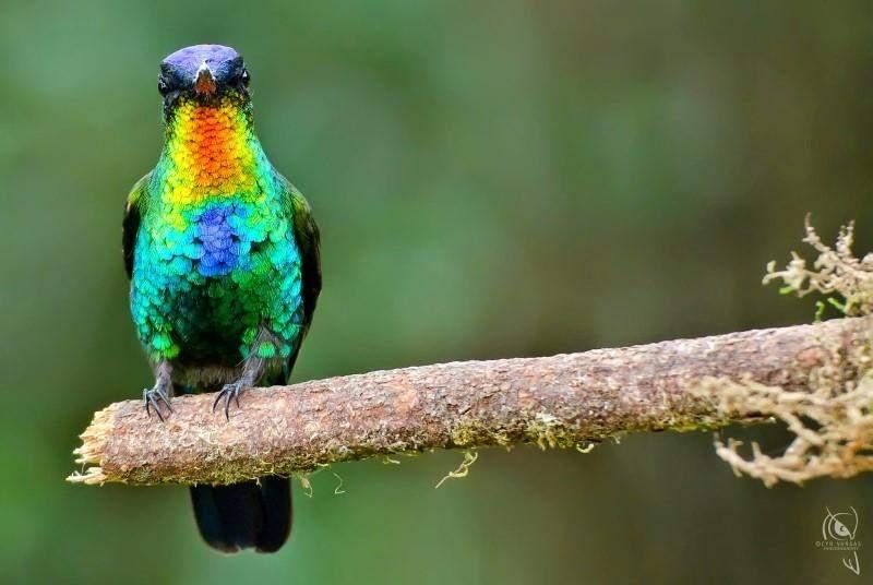 Colibrí gorgirrubí