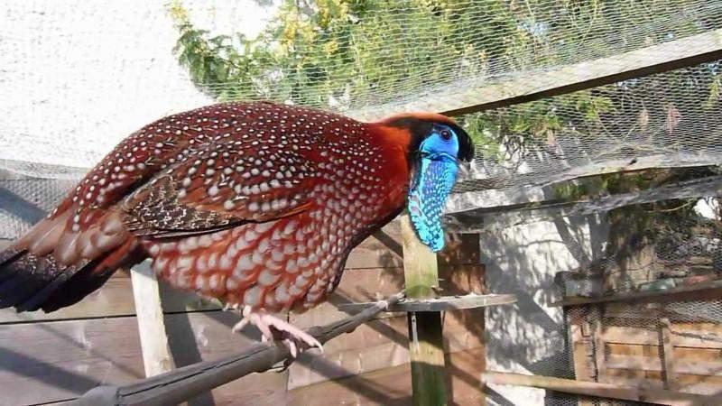 Tragopan de Temminck