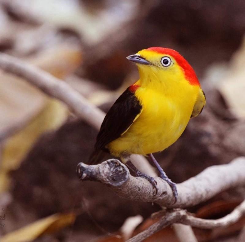 Saltarin cola de alambre