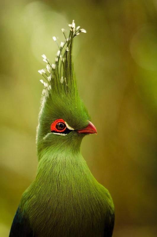 Turaco