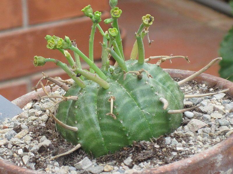 Euphorbia meloformis subsp valida