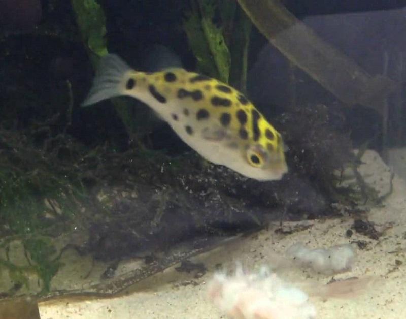 pez globo de agua dulce en el acuario