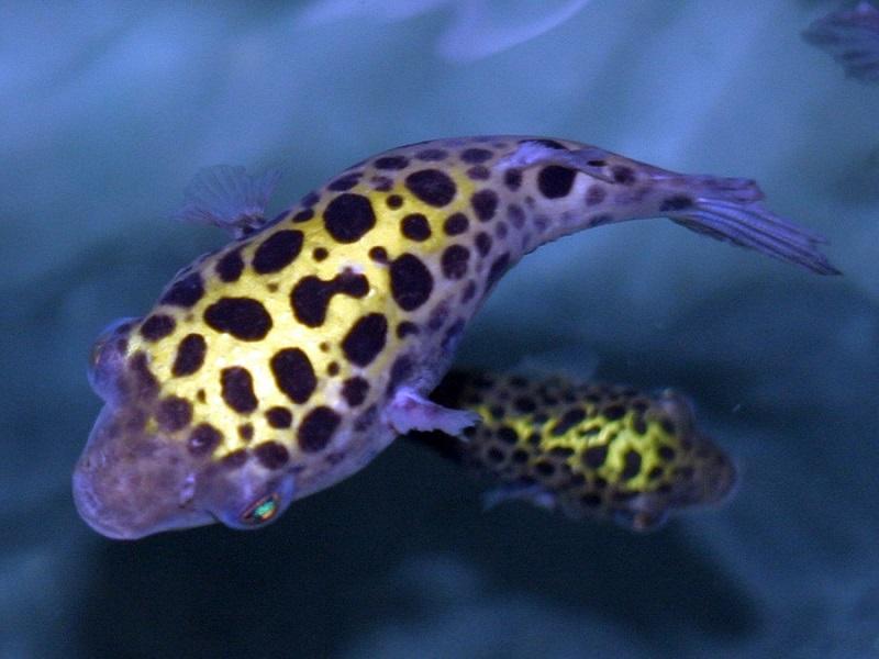 Tetraodon Nigroviridis, pez globo de agua dulce