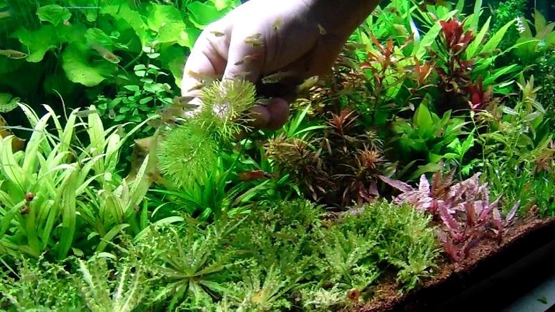 ambulia, limnophila sessiliflora, esquejes