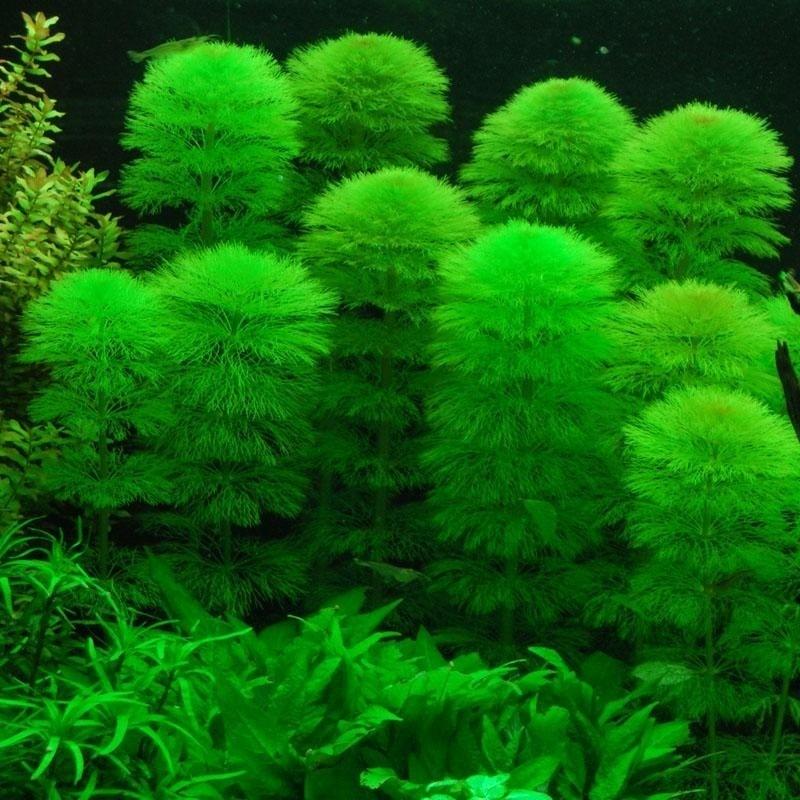 limnophila
