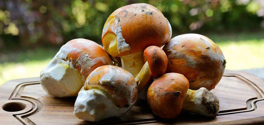 amanita caesarea - la casa de las setas