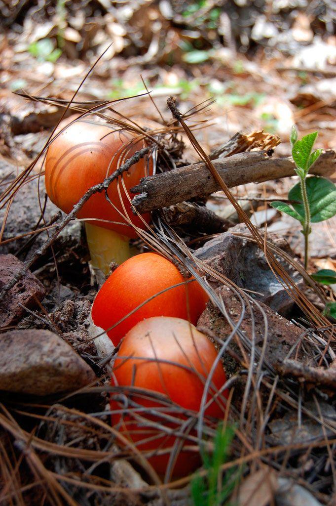 amanita-caesarea-casa-de-las-setas31