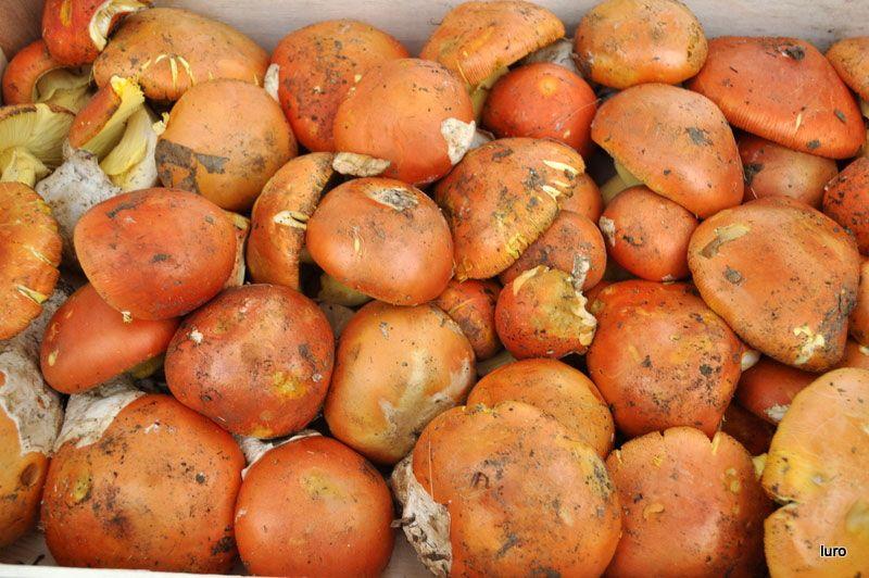 amanita-caesarea-casa-de-las-setas30