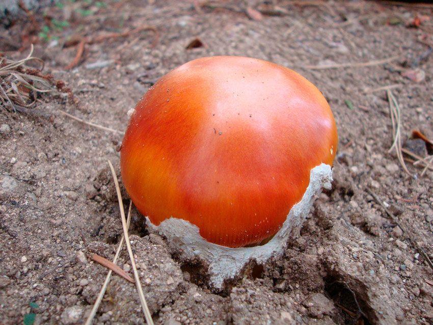 amanita-caesarea-casa-de-las-setas28