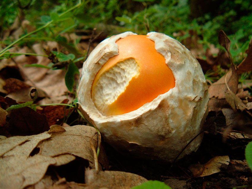 amanita-caesarea-casa-de-las-setas27