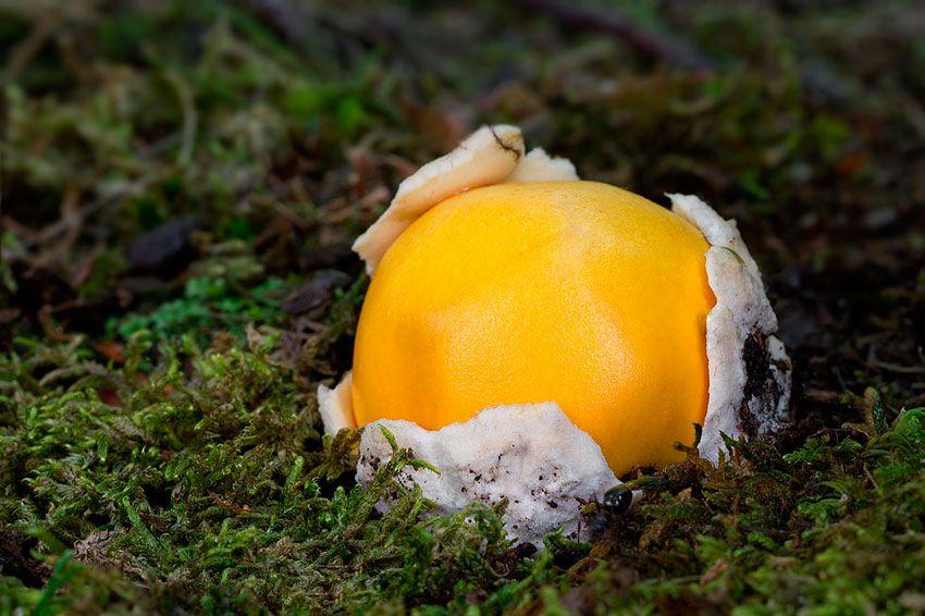 amanita-caesarea-casa-de-las-setas23