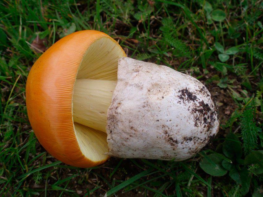 amanita-caesarea-casa-de-las-setas21