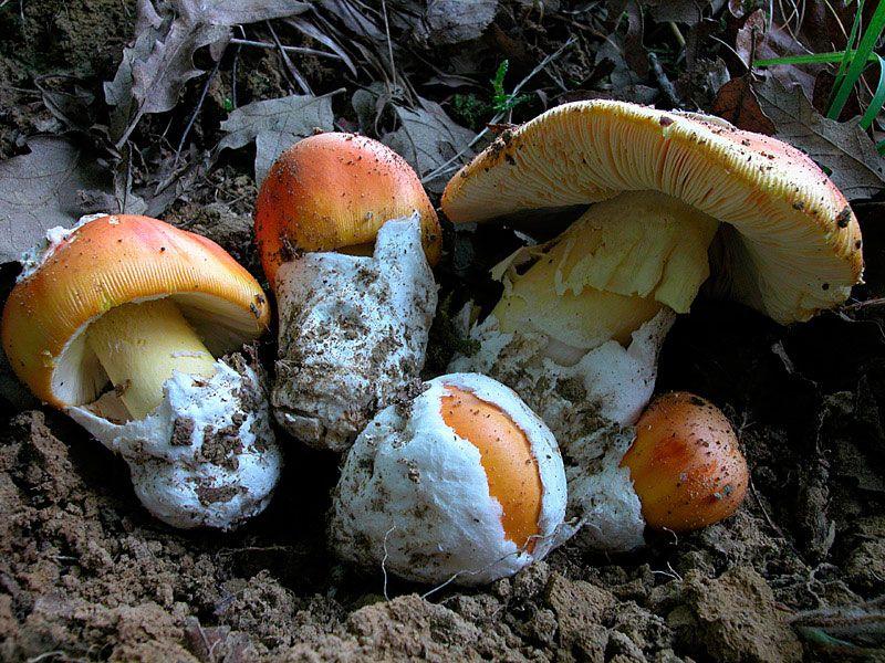 amanita-caesarea-casa-de-las-setas20