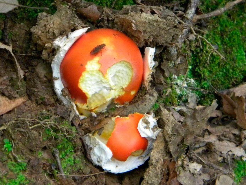 amanita-caesarea-casa-de-las-setas19