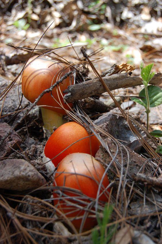 amanita-caesarea-casa-de-las-setas18